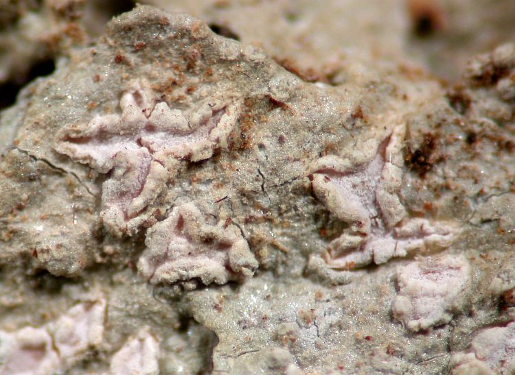 Anomomorpha roseola from Australia type specimen