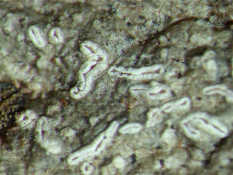 Anomomorpha turbulenta from Brazil (ABL)