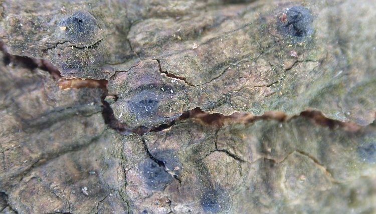 Anthracothecium macrosporum from Taiwan (ABL)