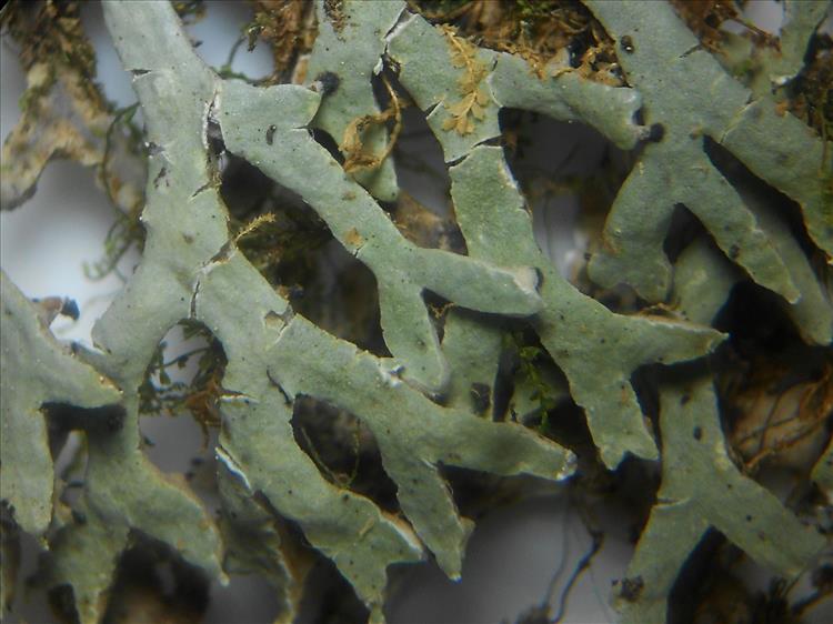 Anzia leucobatoides from Colombia trunk of Quercus humboldtii