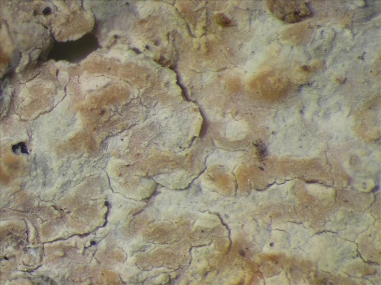 Arthonia antillarum from Netherlands Antilles, Sint  Eustatius Habitus. leg. Sipman  15036. Image width = 4 mm.