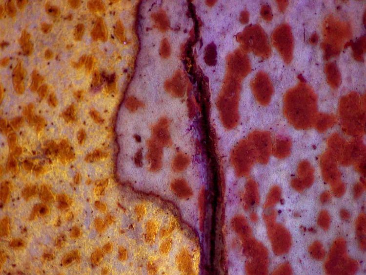 Arthonia antillarum from Taiwan Arthonia antillarum (left) and Arthonia parantillarum (right) under UV (ABL)