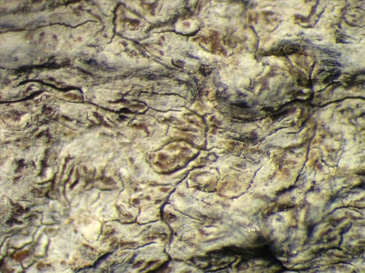 Arthonia catenatula from Singapore Habitus. leg. Sipman 45444. Image width = 4 mm.