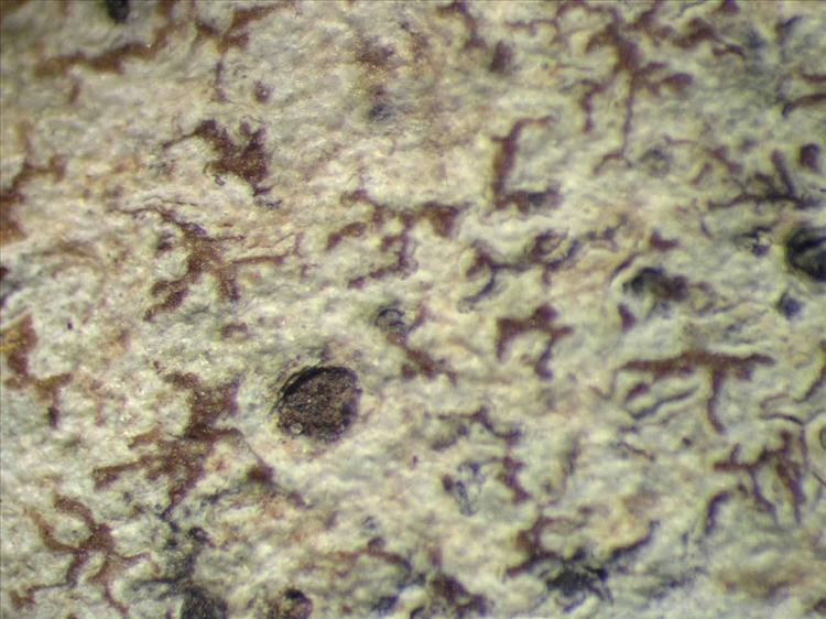 Arthonia catenatula from Singapore Habitus. leg. Sipman 45457. Image width = 4 mm.