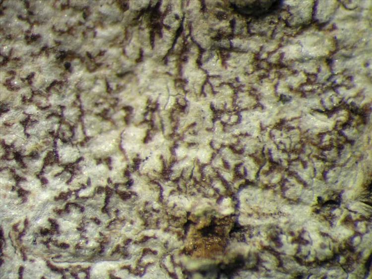 Arthonia catenatula from Singapore Habitus. leg. Sipman 45604. Image width = 4 mm.
