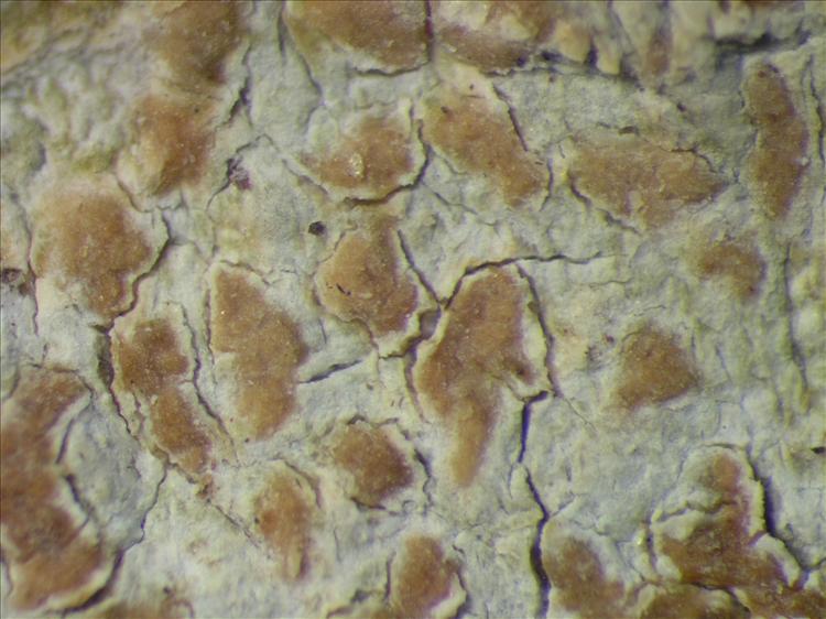 Arthonia conferta from Netherlands Antilles, Saba Habitus. leg. Sipman  54915. Image width = 4 mm.