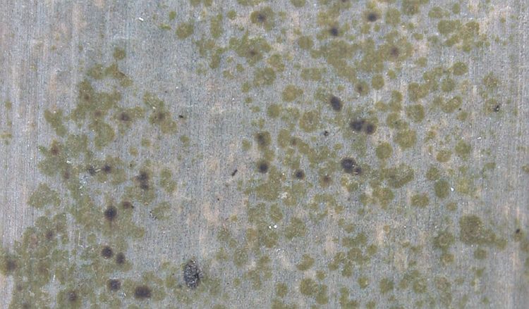 Arthonia lividula from Hong Kong (ABL)