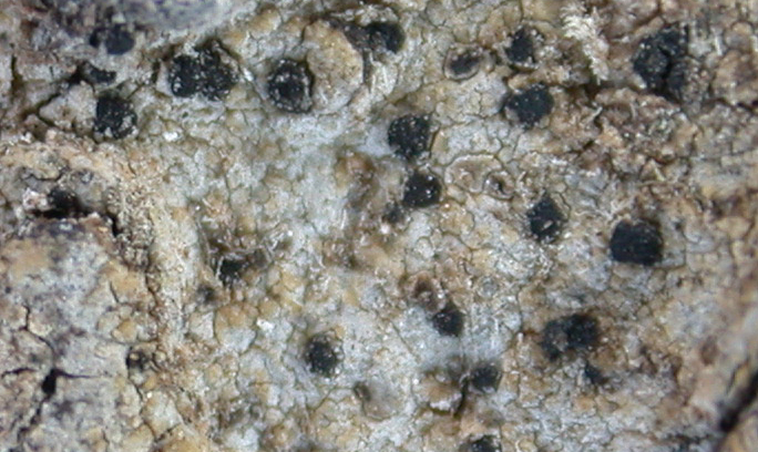Arthothelium chiodectoides from Taiwan (ABL)