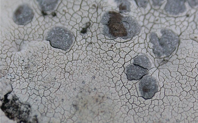Arthothelium galapagoense from Ecuador, Galápagos (CDS)