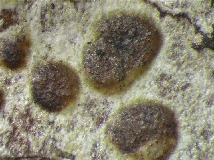 Arthothelium macrothecum from Netherlands Antilles, Saba Habitus. leg. Sipman  54685. Image width = 4 mm.