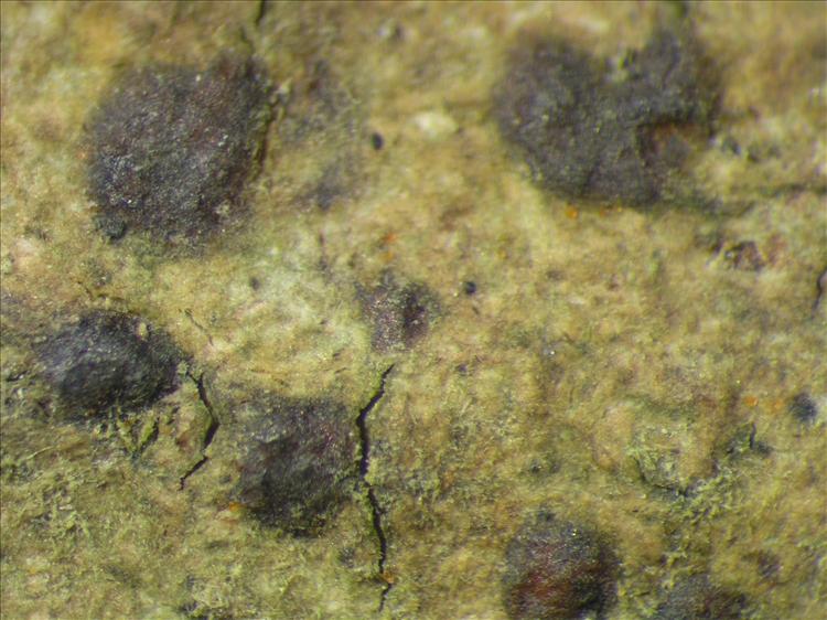 Arthothelium macrothecum from Netherlands Antilles, Saba Habitus. leg. Sipman  54725. Image width = 4 mm.
