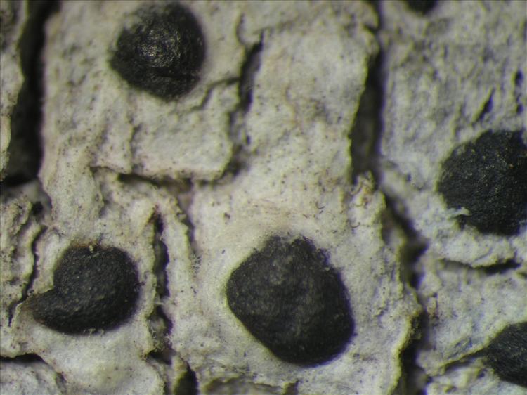 Arthothelium macrothecum from Netherlands Antilles, Saba Habitus. leg. Sipman  54775. Image width = 4 mm.
