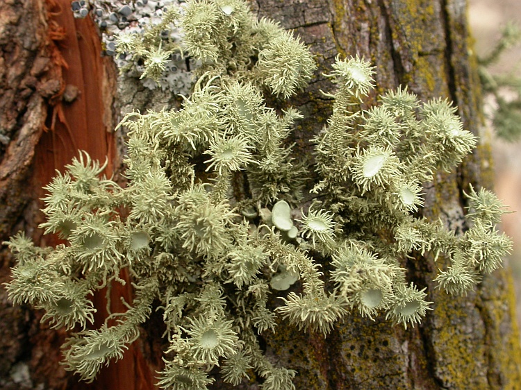 Usnea scabrida from Australia 