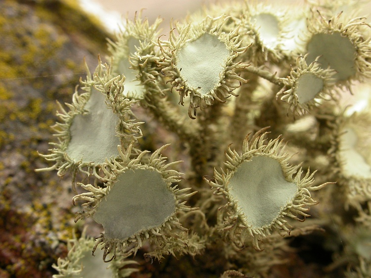 Usnea scabrida from Australia 