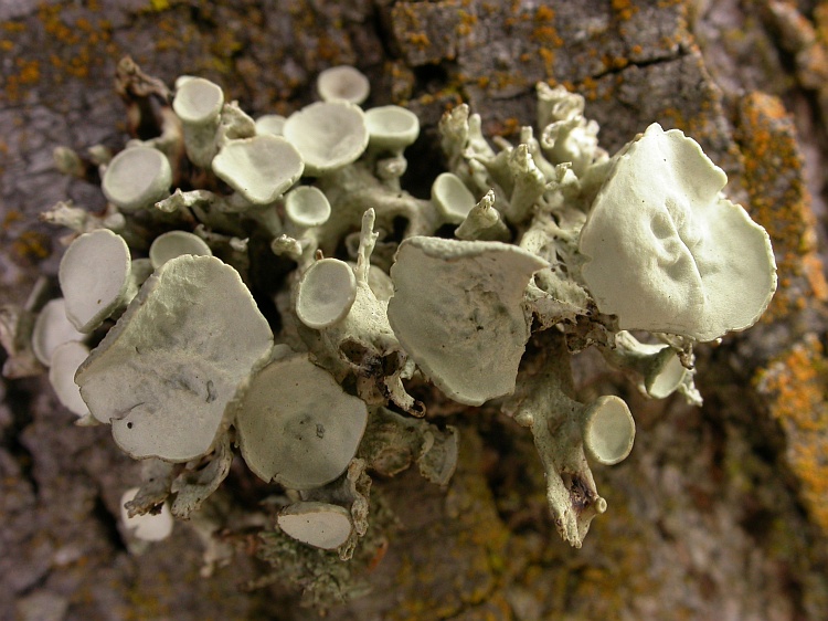 Ramalina inflata from Australia 