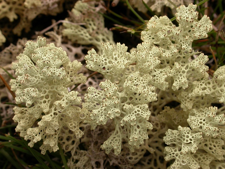 Cladia retipora from Australia 