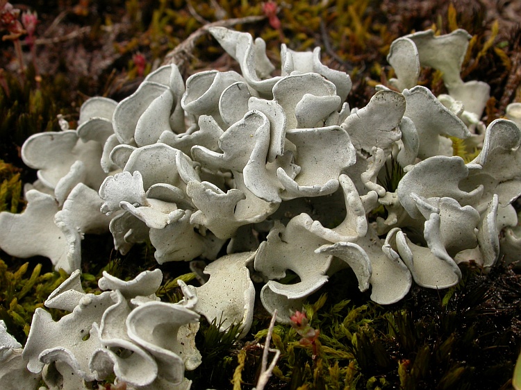 Siphula decumbens from Australia 