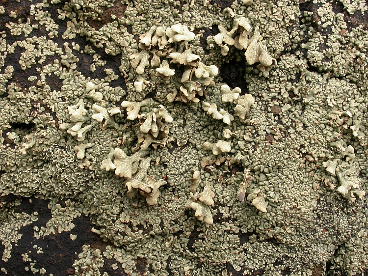 Thysanothecium scutellatum from Australia 