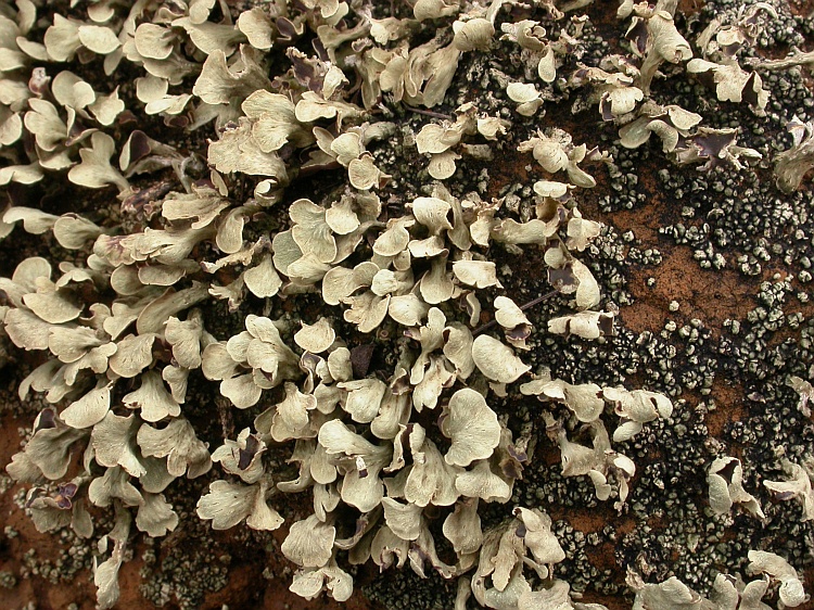 Thysanothecium scutellatum from Australia 