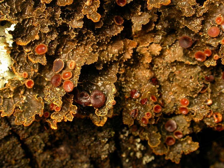 Pseudocyphellaria desfontainii from Australia 