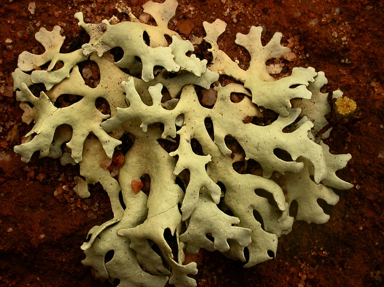 Xanthoparmelia reptans from Australia cf. / det. R.W. Rogers
