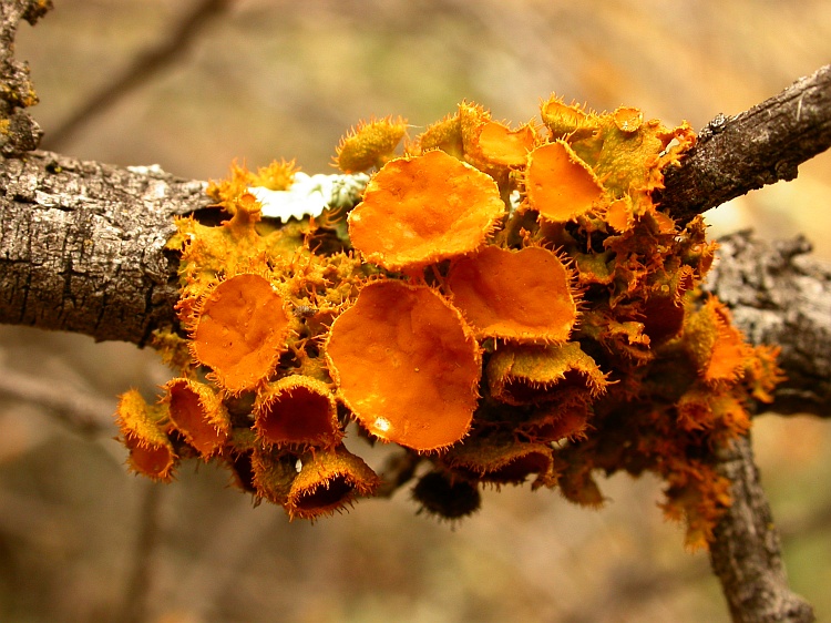 Teloschistes chrysophthalmus from Australia 