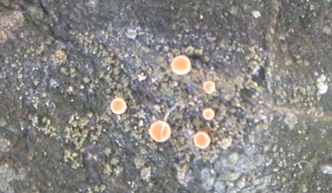 Bacidia pallidocarnea from Taiwan (ABL)