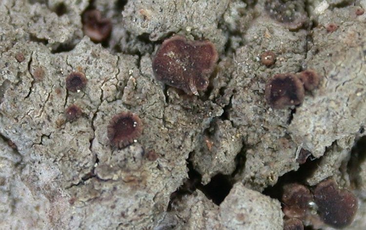 Bacidia polychroa from Taiwan (ABL)