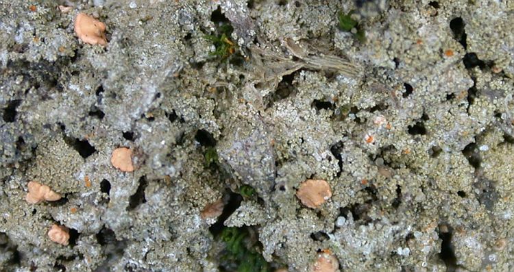 Bacidina arnoldiana from Taiwan (ABL)