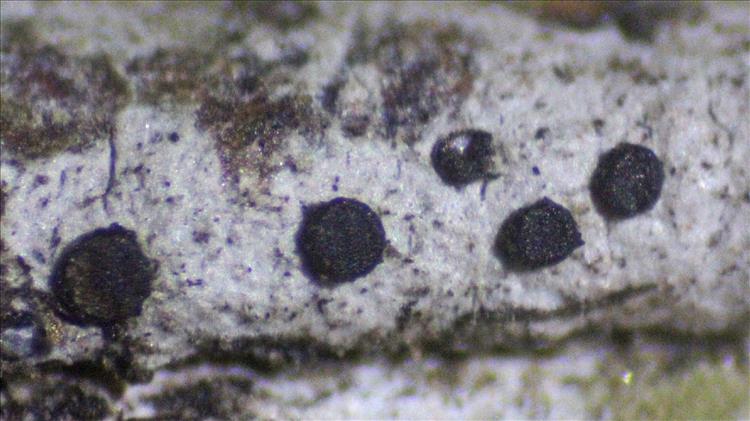 Bactrospora incana from Nicaragua, Mombaccho leg. Neuwirth 6060; apothecia 0.5 mm