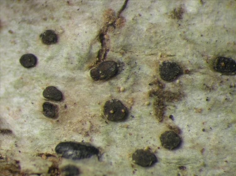Bactrospora jenikii from Netherlands Antilles, Saba Habitus. leg. Sipman  54677a. Image width = 4 mm.