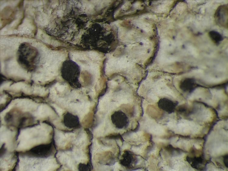 Bactrospora jenikii from Netherlands Antilles, Saba Habitus. leg. Sipman  54738. Image width = 4 mm.