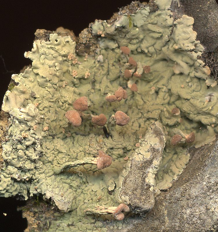 Baeomyces placophyllus from Taiwan leg. Sparrius 5851