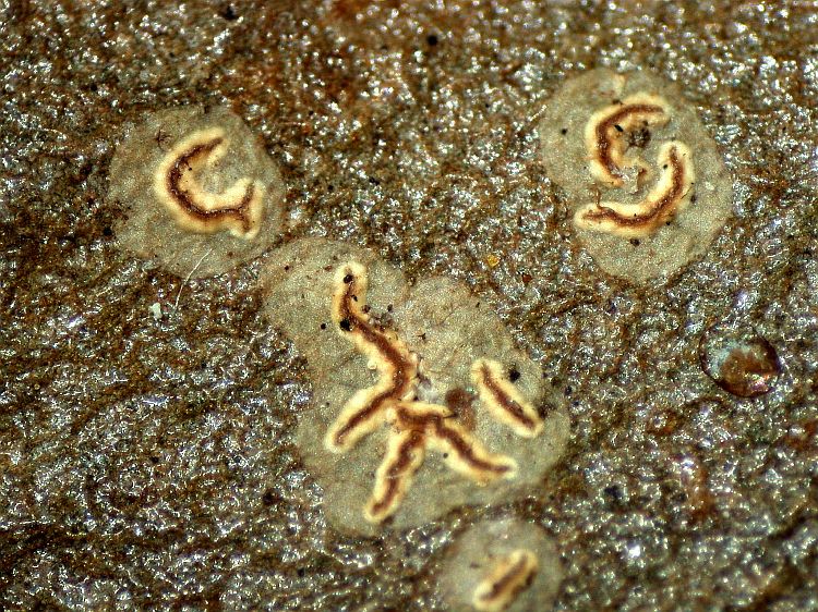 Enterographa bella from New Zealand holotype