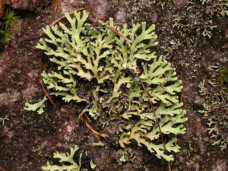 Heterodermia japonica from Bhutan 