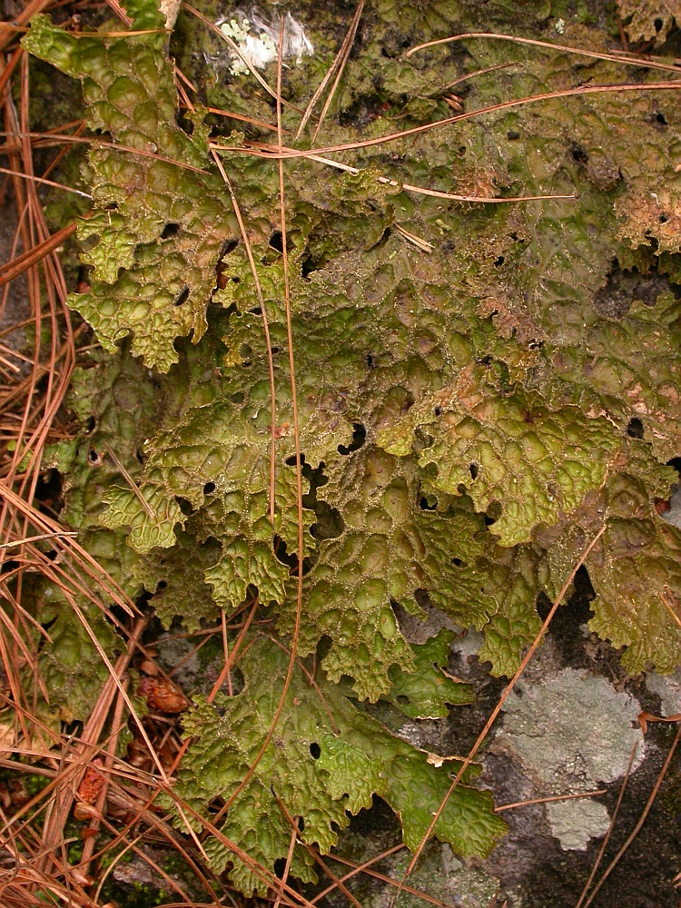 Lobaria retigera from Bhutan 