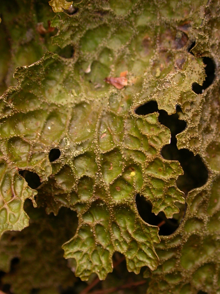 Lobaria retigera from Bhutan 