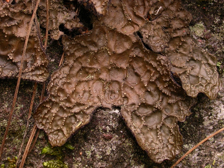 Lobaria retigera from Bhutan 