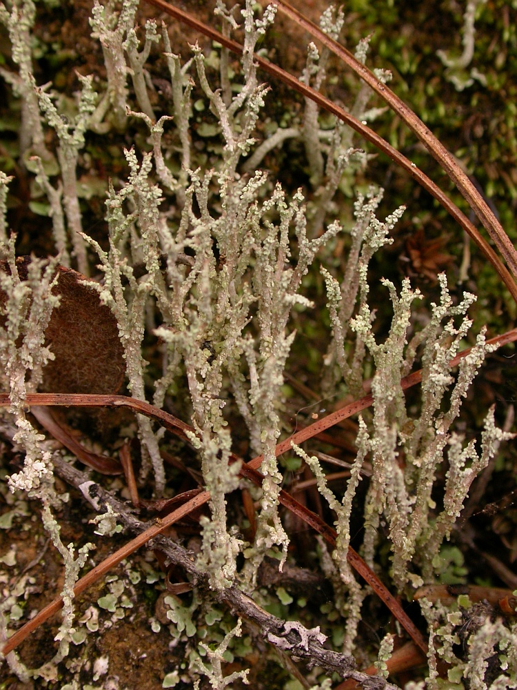 Cladonia corymbescens from Bhutan 