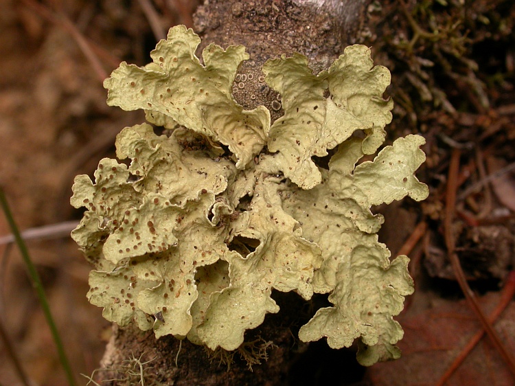 Nephromopsis pallescens from Bhutan 