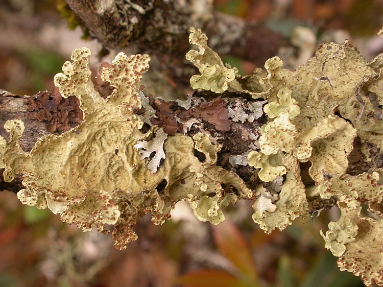 Nephromopsis pallescens from Bhutan 
