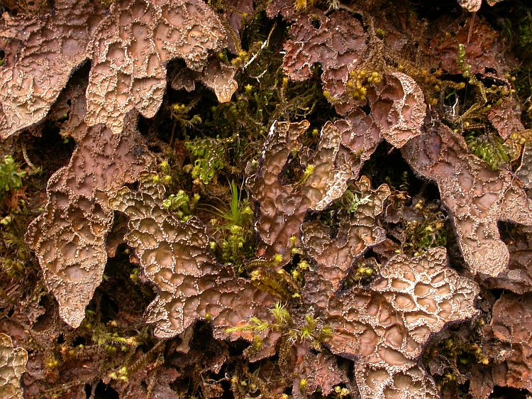 Lobaria retigera from Bhutan 