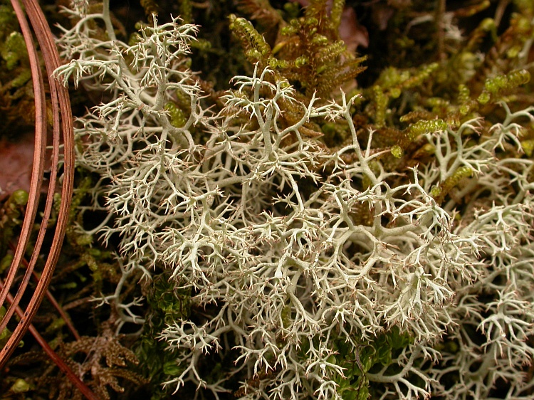 Cladonia mitis from Bhutan 