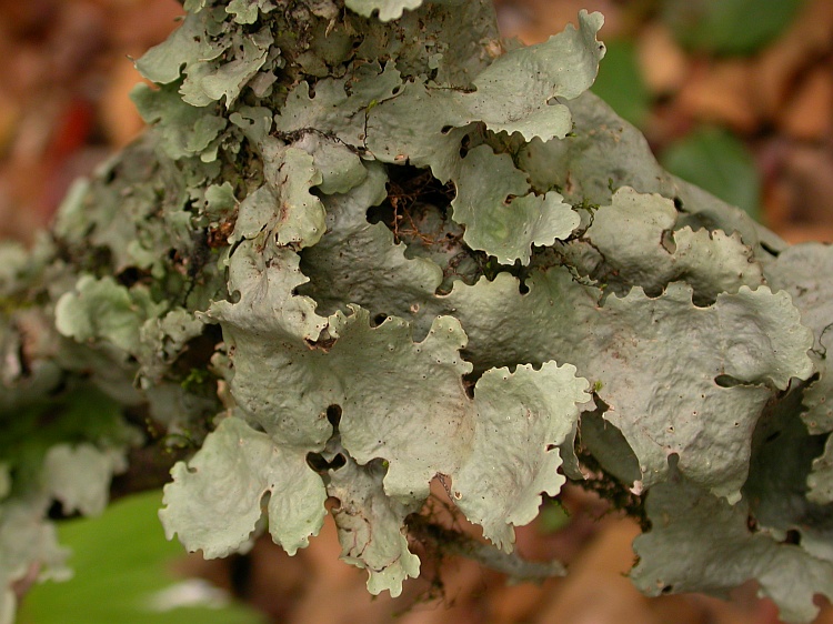 Lobaria quercizans from Bhutan 