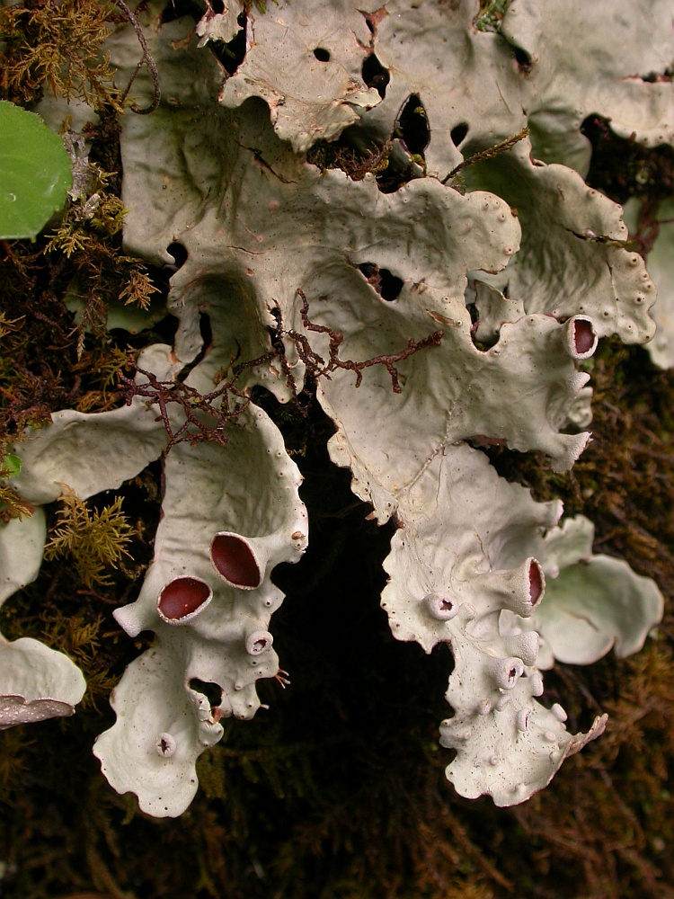 Lobaria quercizans from Bhutan 