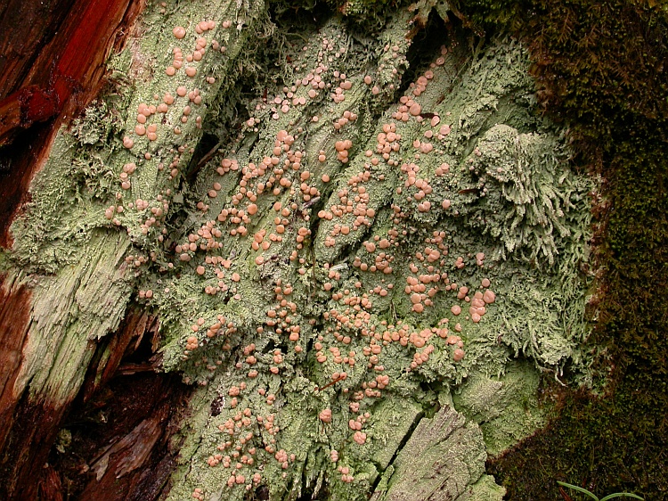 Icmadophila ericetorum from Bhutan 