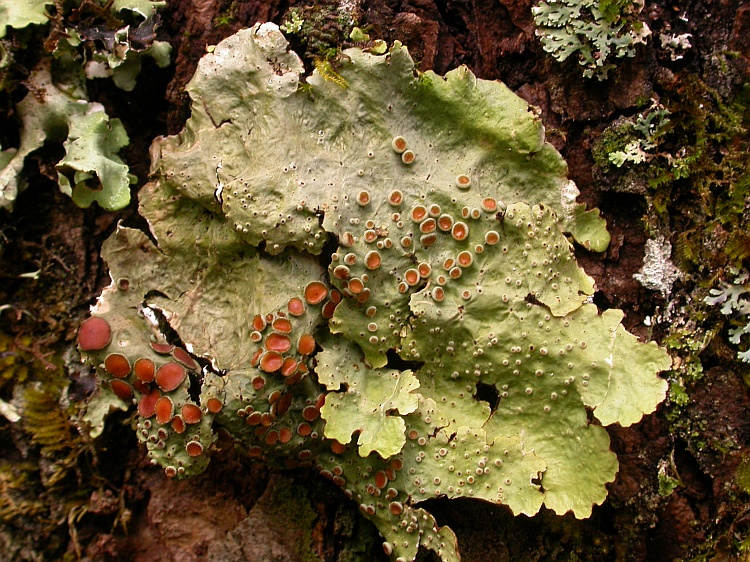 Parmelia ricasolioides from Bhutan 