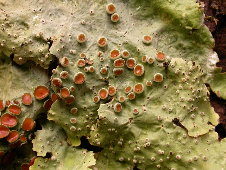 Parmelia ricasolioides from Bhutan 