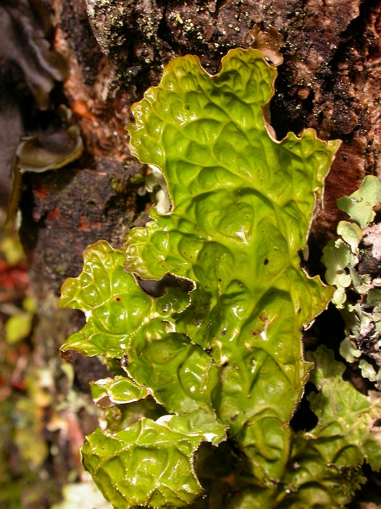 Lobaria pindarensis from Bhutan 