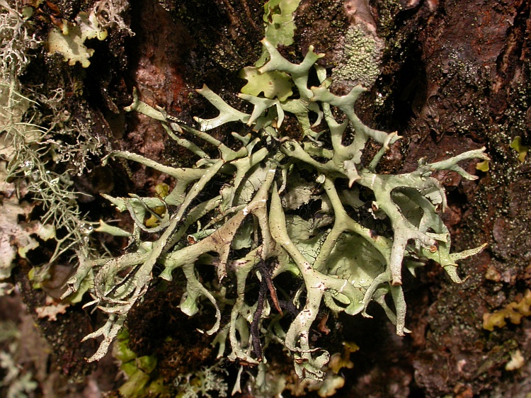 Everniastrum cirrhatum from Bhutan 